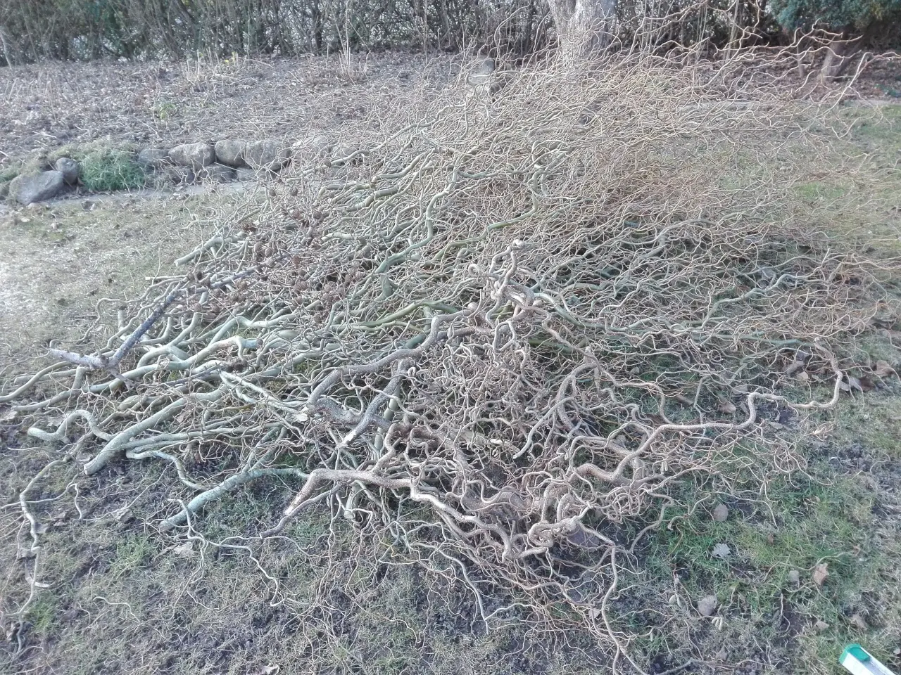 Billede 3 - Lærkegrene og troldpilgrene