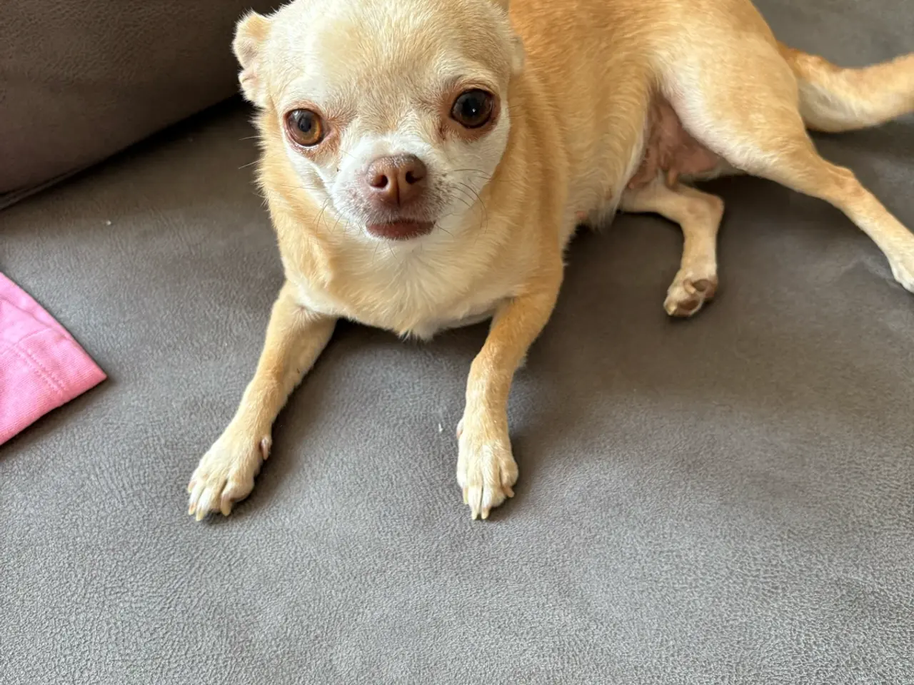 Billede 3 - Smuk korthåret chihuahua tæve