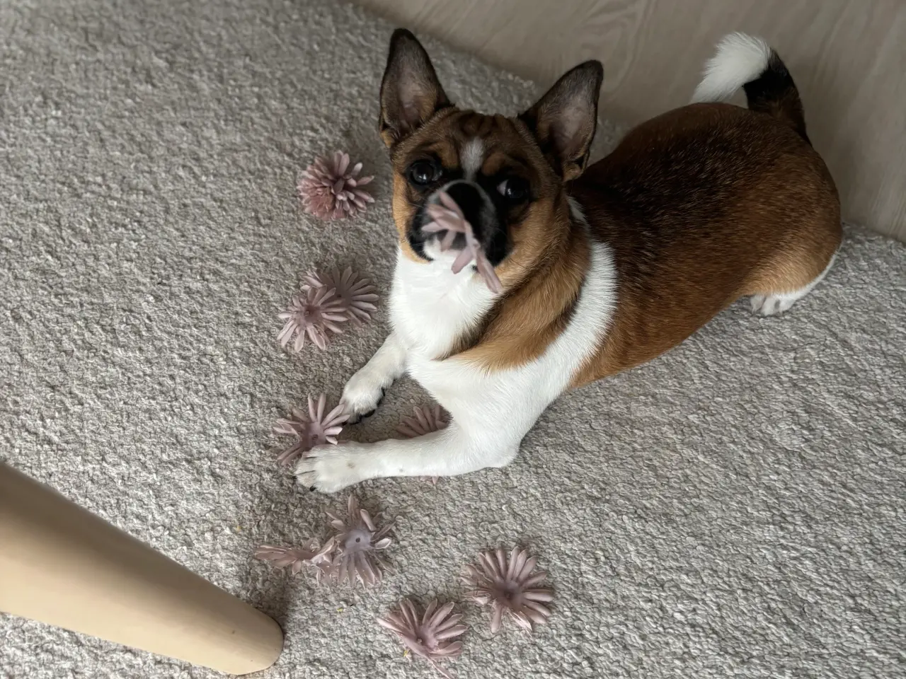 Billede 7 - Dejlig hanhund tilbydes til avl.