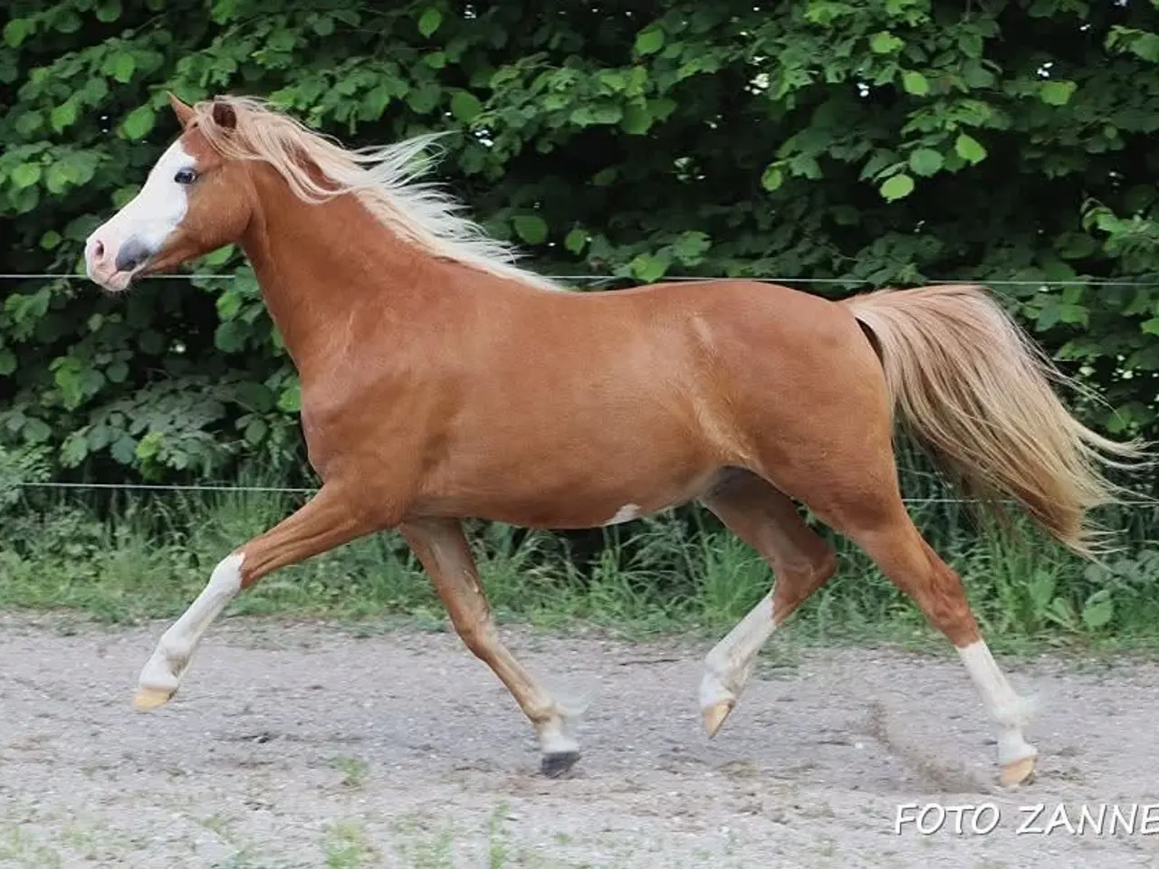 Billede 3 - Welsh vallak 2 år