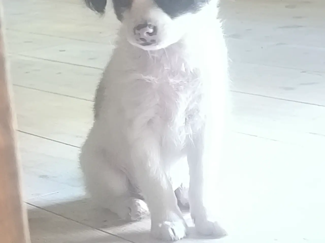 Billede 6 - Små skønne hvalpe ❤️