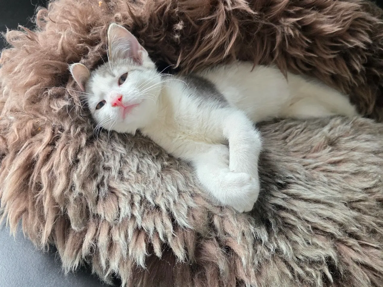 Billede 1 - Anton 🐱 sød renlig kattekilling 
