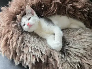 Anton 🐱 sød renlig kattekilling 