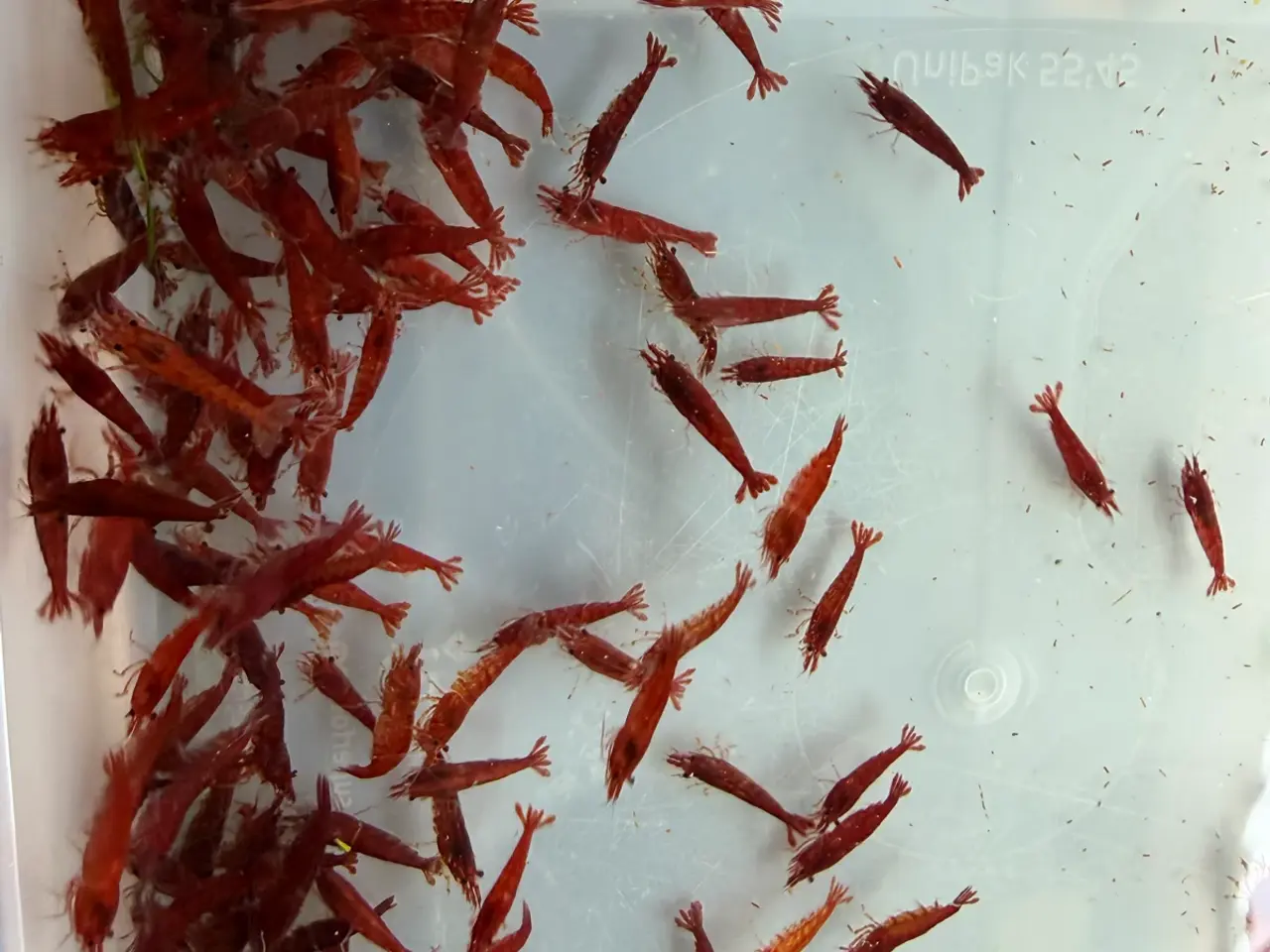 Billede 8 - đSuper flotte Fire Red rejerđ lysere og mĂĽrkere