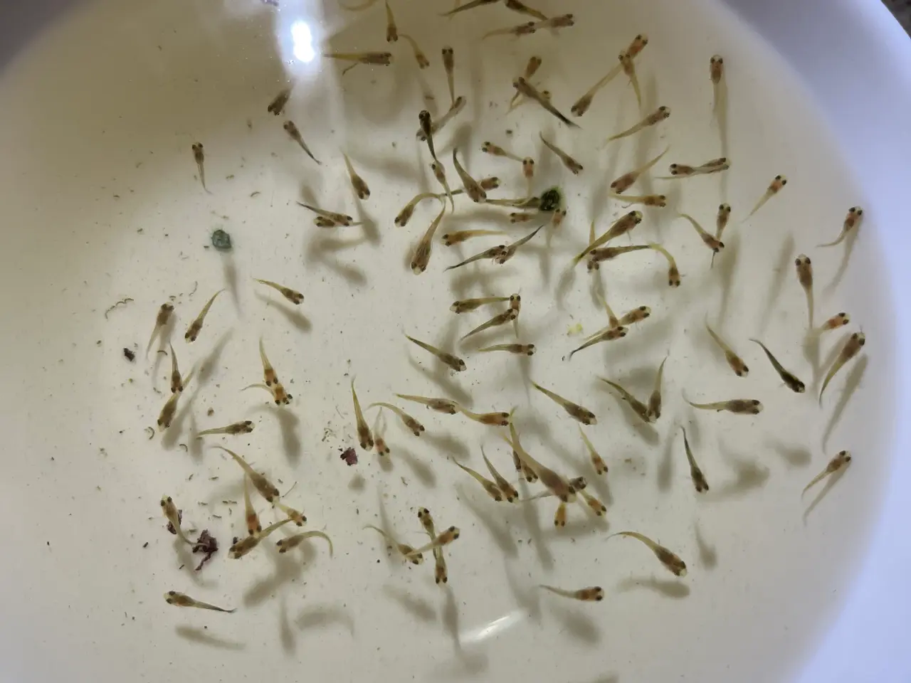 Billede 2 - Guppy mix Fisk unger 