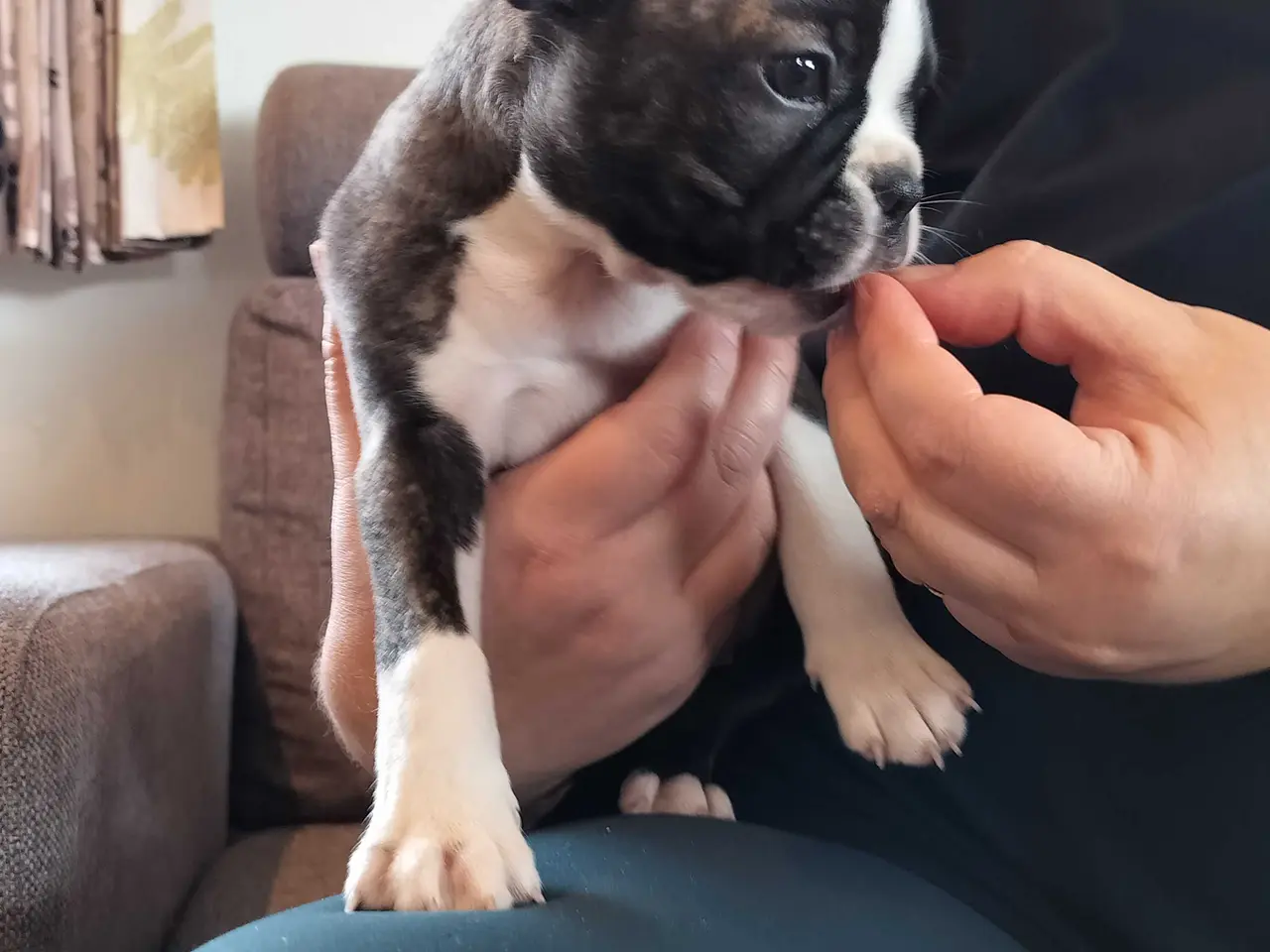 Billede 2 - Boston terrier Sally