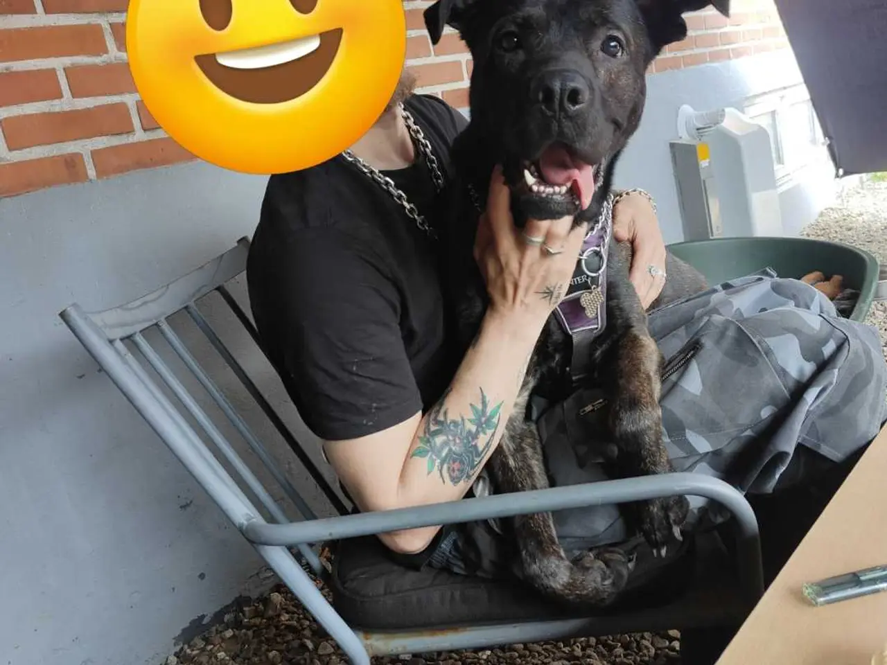 Billede 7 - Jack cane Corso/schæfer
