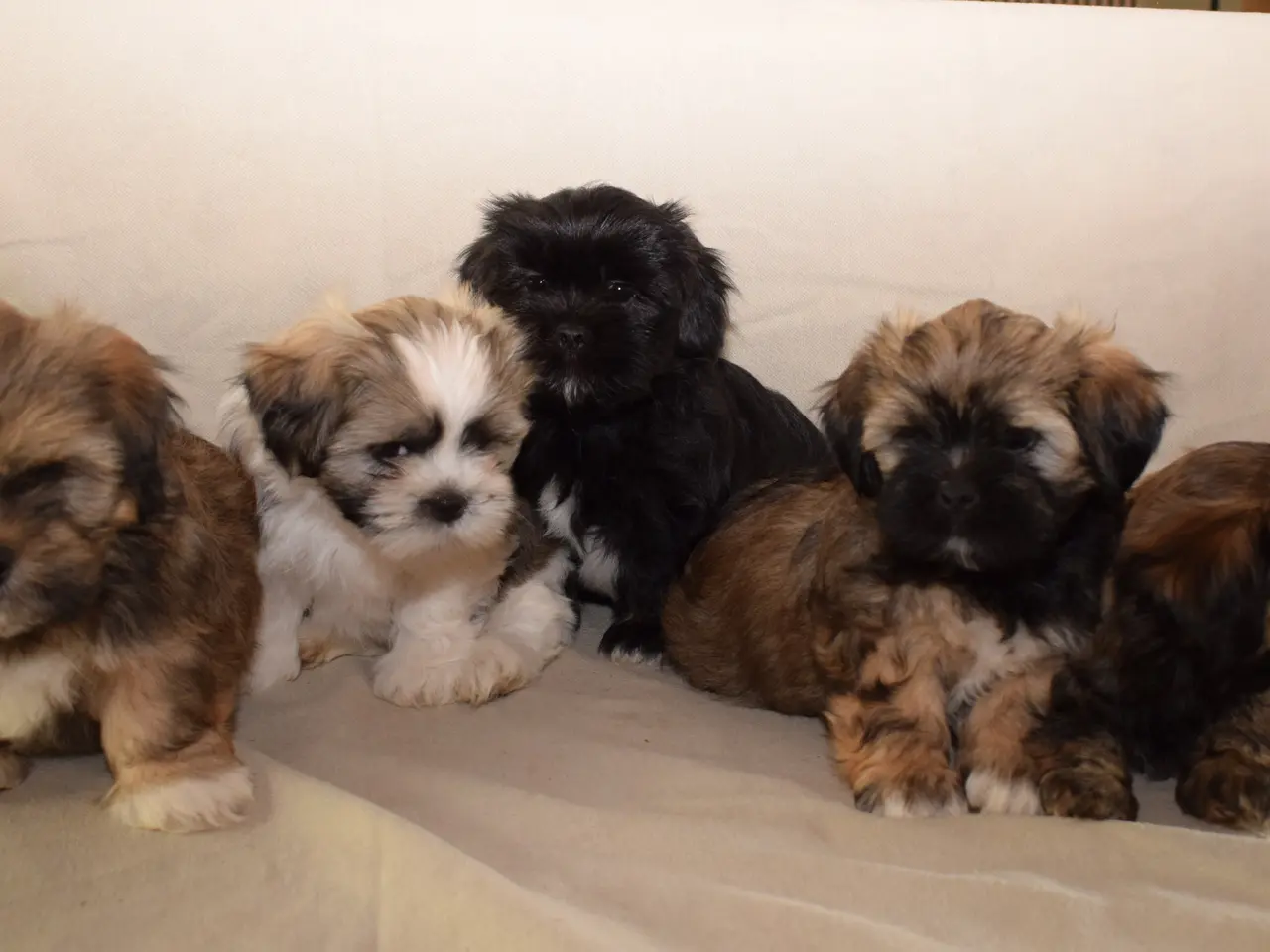 Billede 12 - Lhasa Apso hvalpe