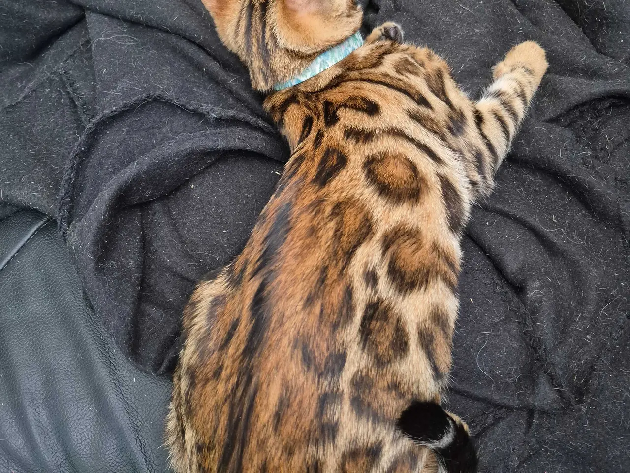 Billede 2 - Bengal Hankilling 