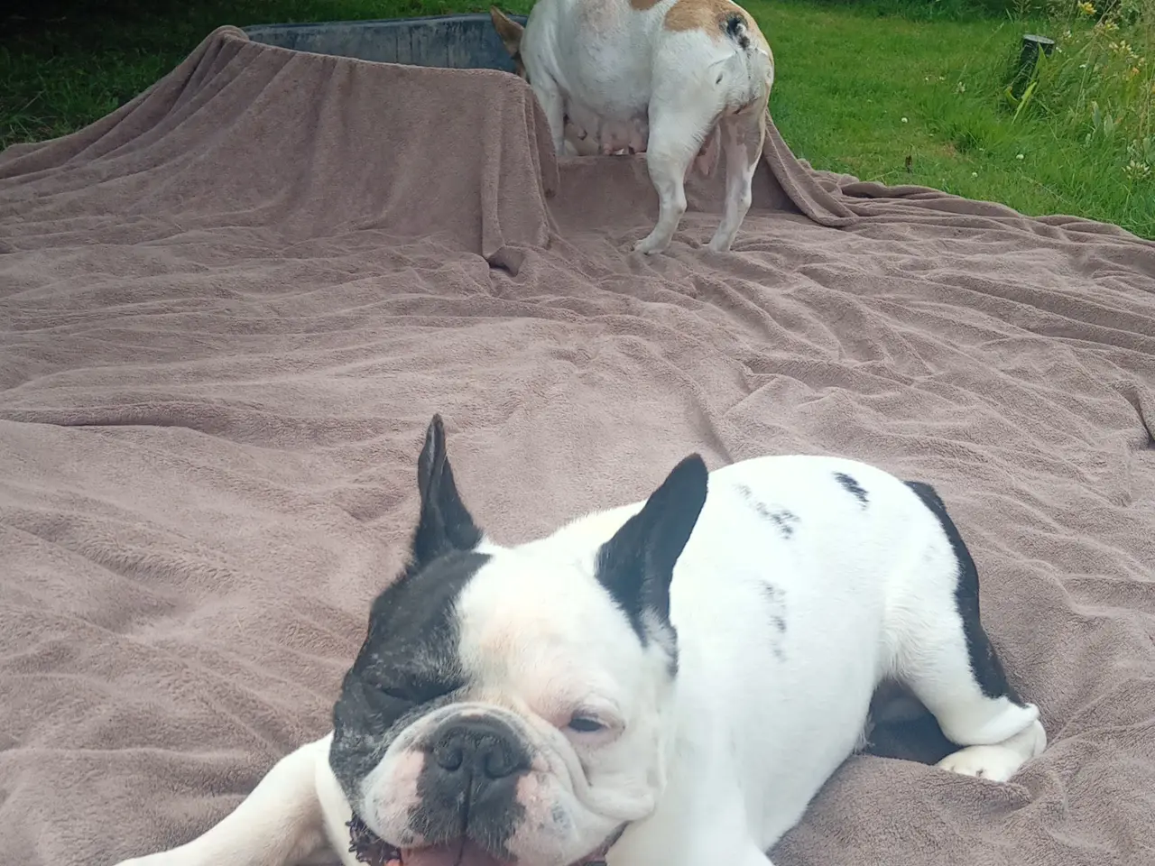 Billede 12 - Französische Bulldoggen