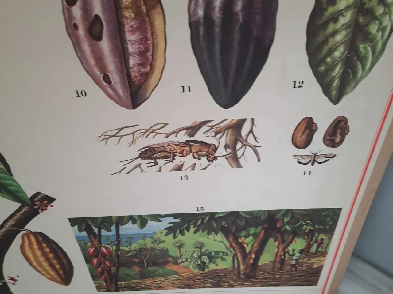 Billede 3 - 3 x kakao: skoleplanhe ,kakaofrugt og krus