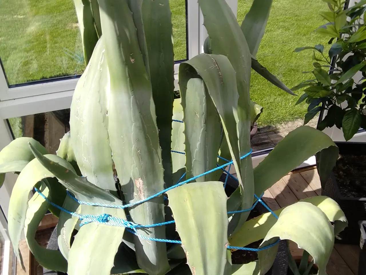 Billede 2 - Agave, flotte forskellige størrelser og farver