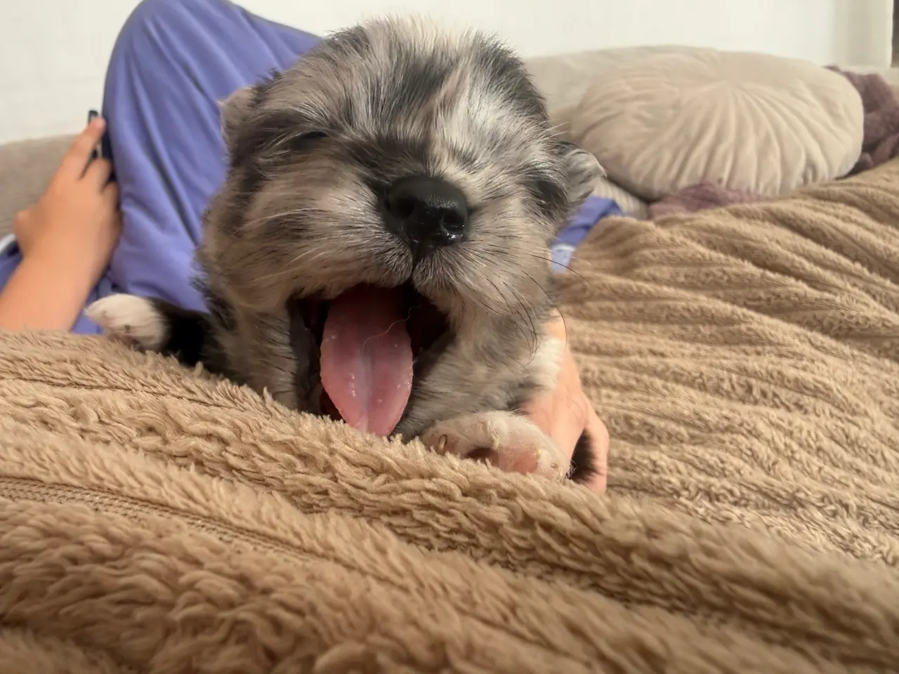 Billede 7 - Pomchi lille fyr