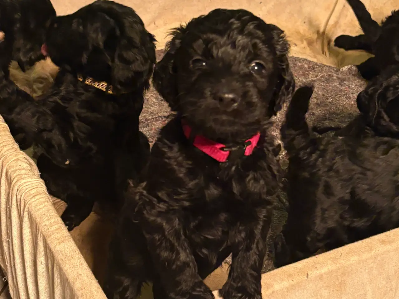 Billede 3 - Doodle Hvalpe stueopdræt - labrador og kongepuddel