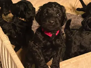 Doodle Hvalpe stueopdræt - labrador og kongepuddel