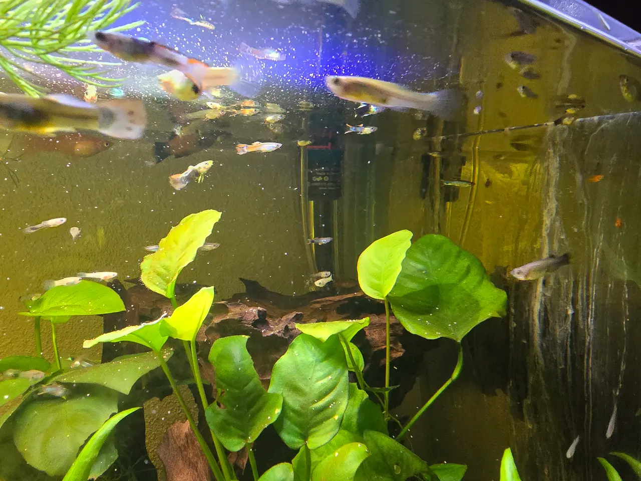 Billede 2 - BILLIG GUPPY MIX