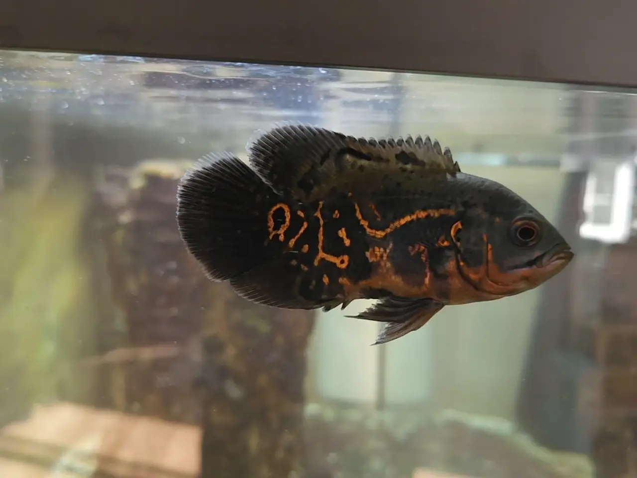 Billede 1 - Nysgerrig og madglad Oscar