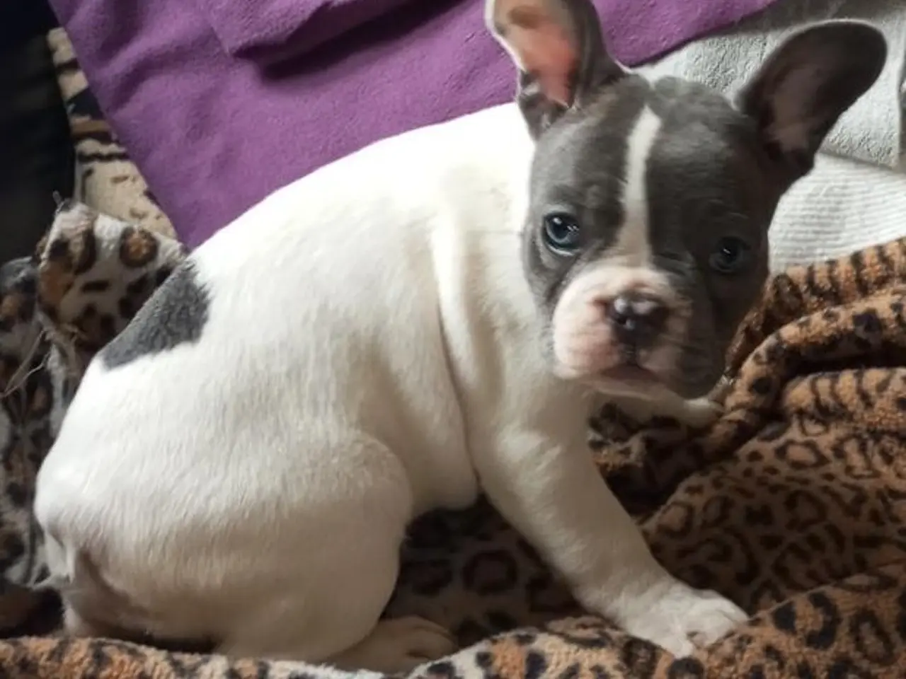 Billede 9 - De dejligste Fransk bulldog hvalpe sælges.