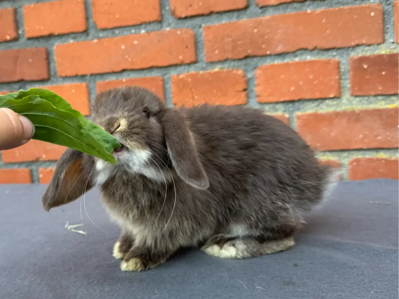 Billede 3 - Mini lop hunkanin