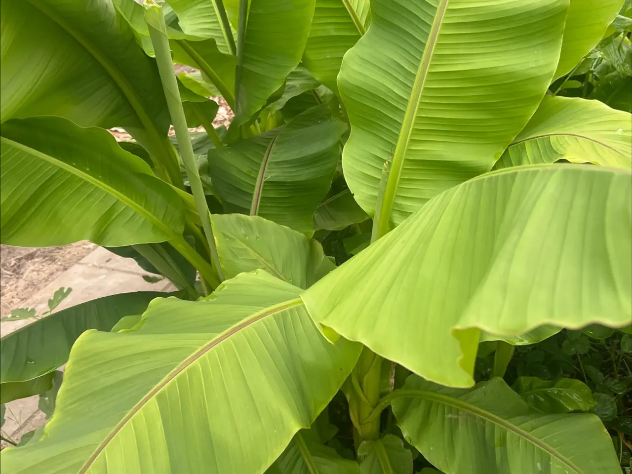 Billede 1 - Bananplante