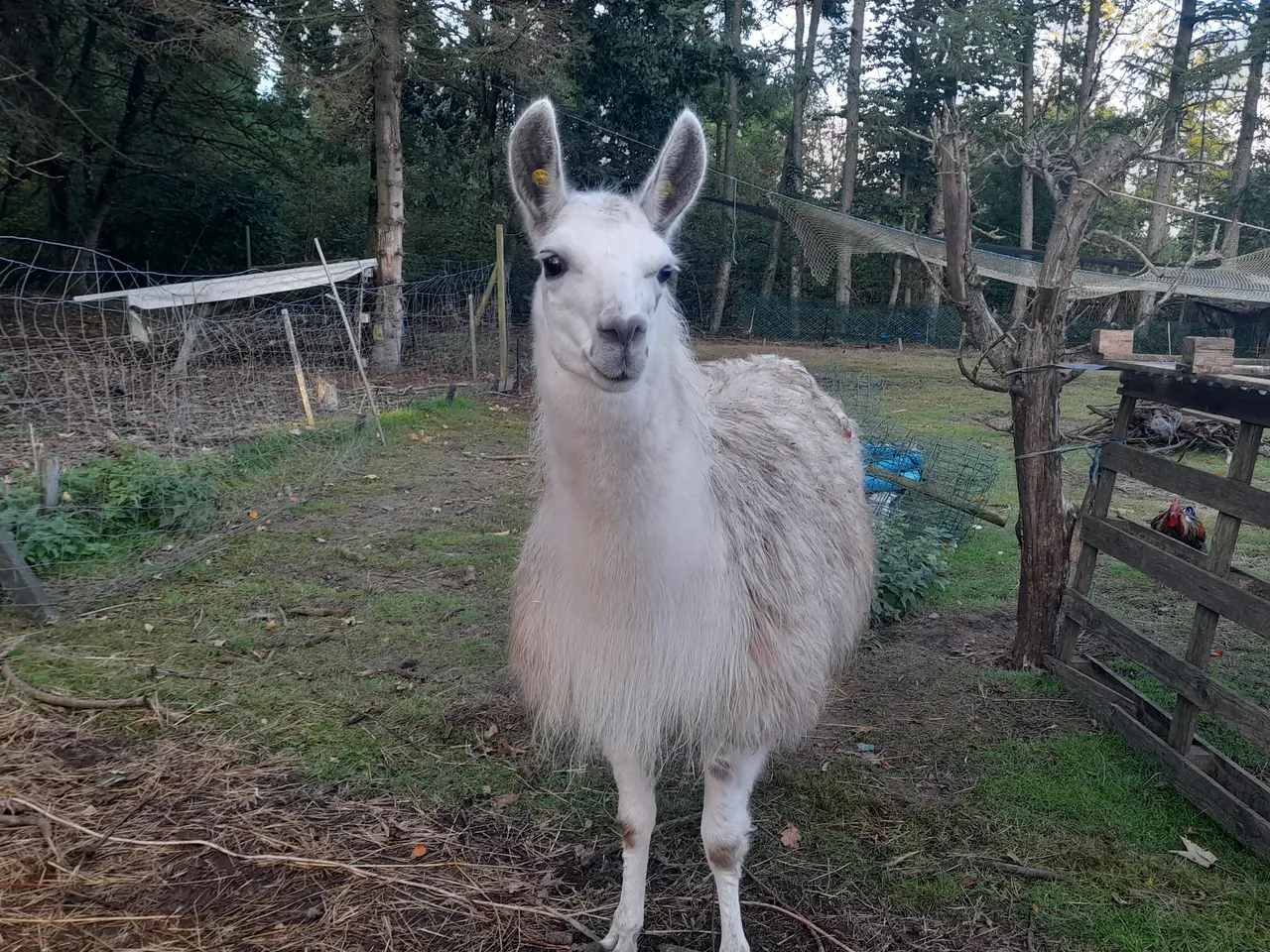 Billede 4 - stor rolig lama hingst