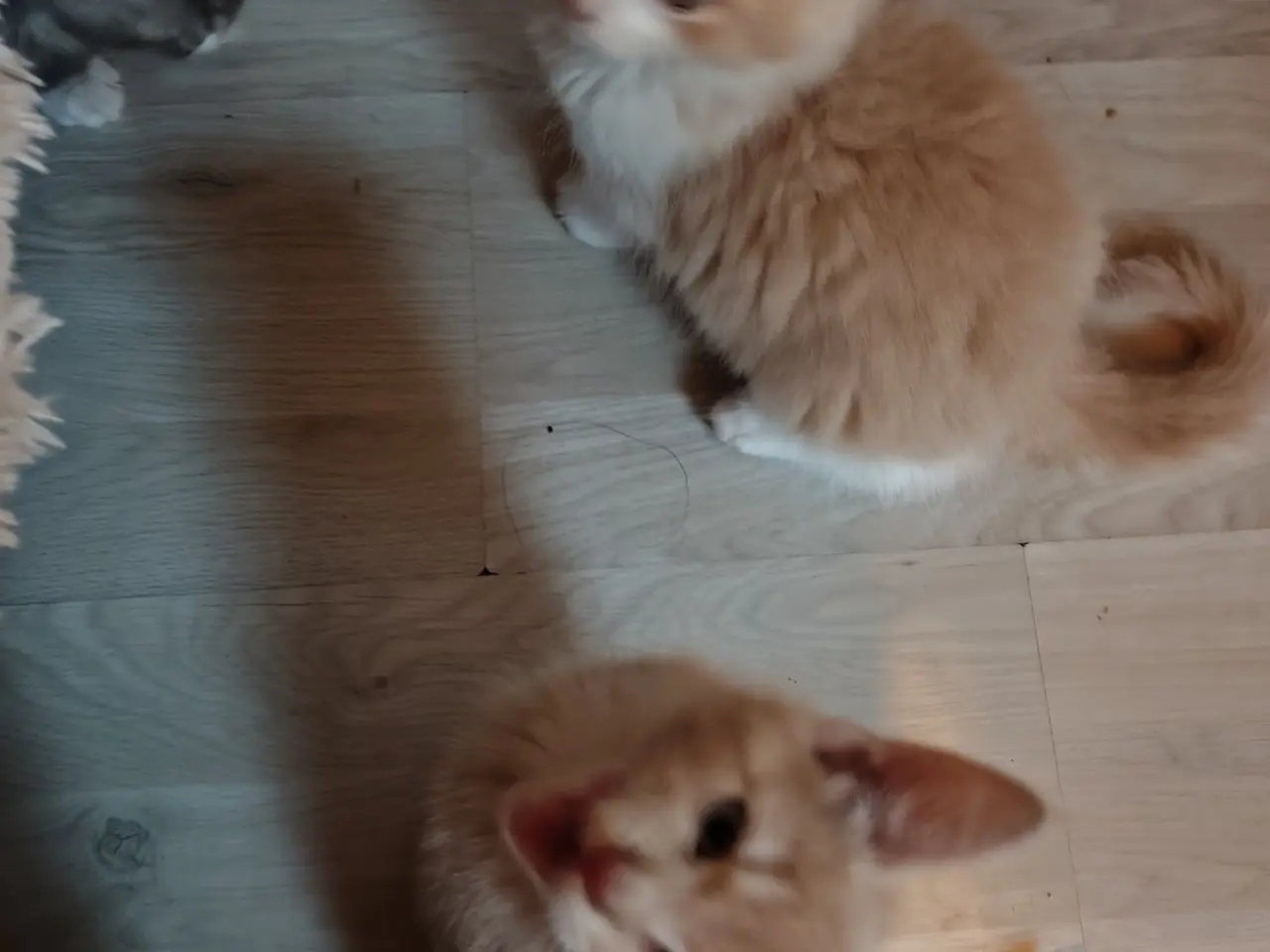 Billede 14 - Blandingskillinger både semi og midi langhårede