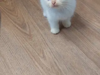 Kattekillingee