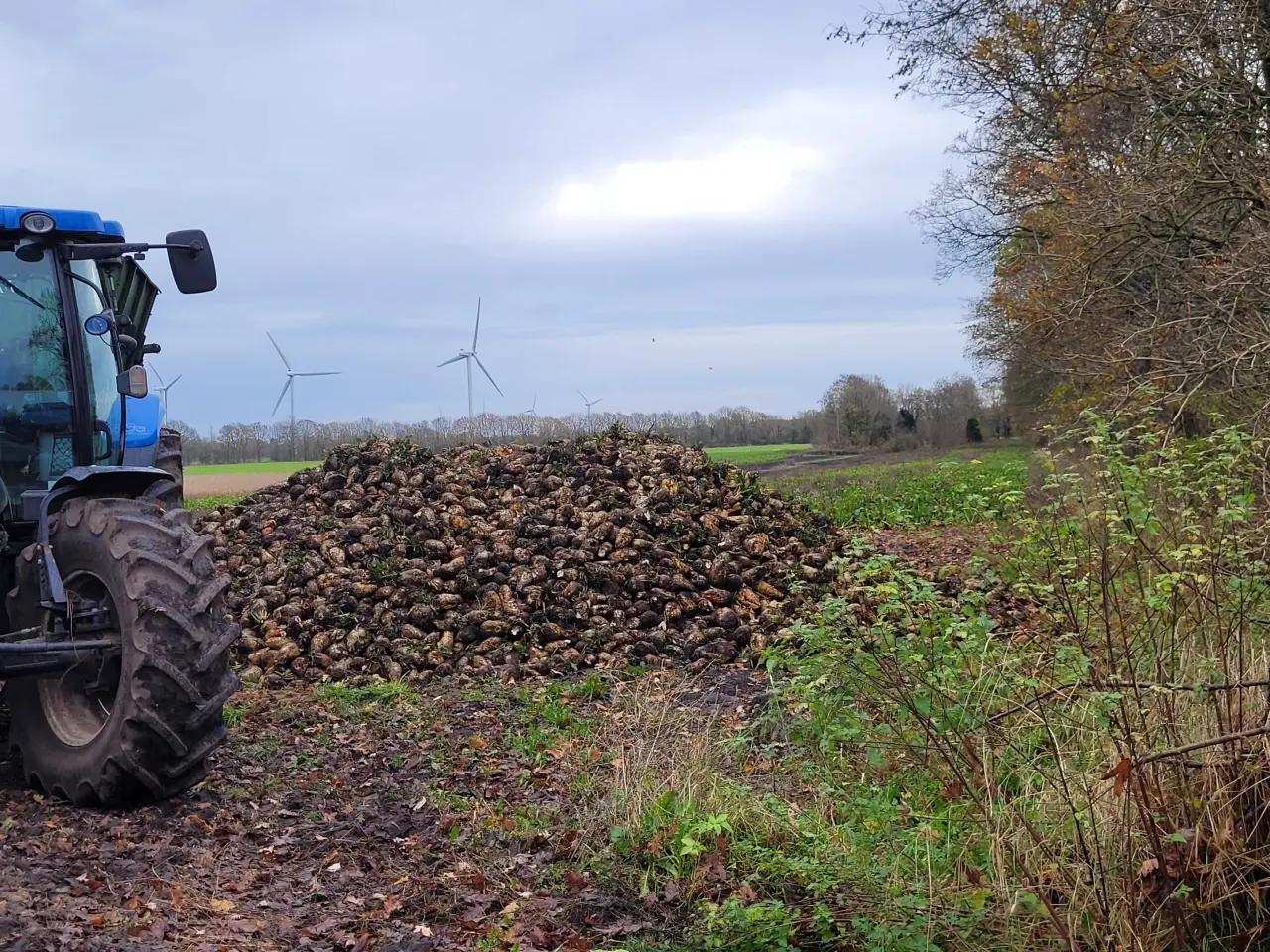 Billede 2 - Sukker roer - Bangor de gule