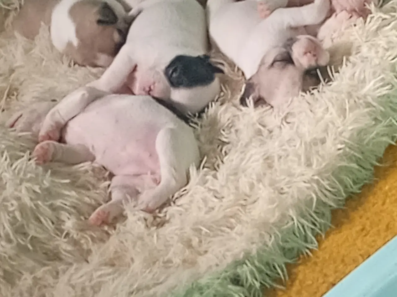 Billede 7 - Französische Bulldoggen