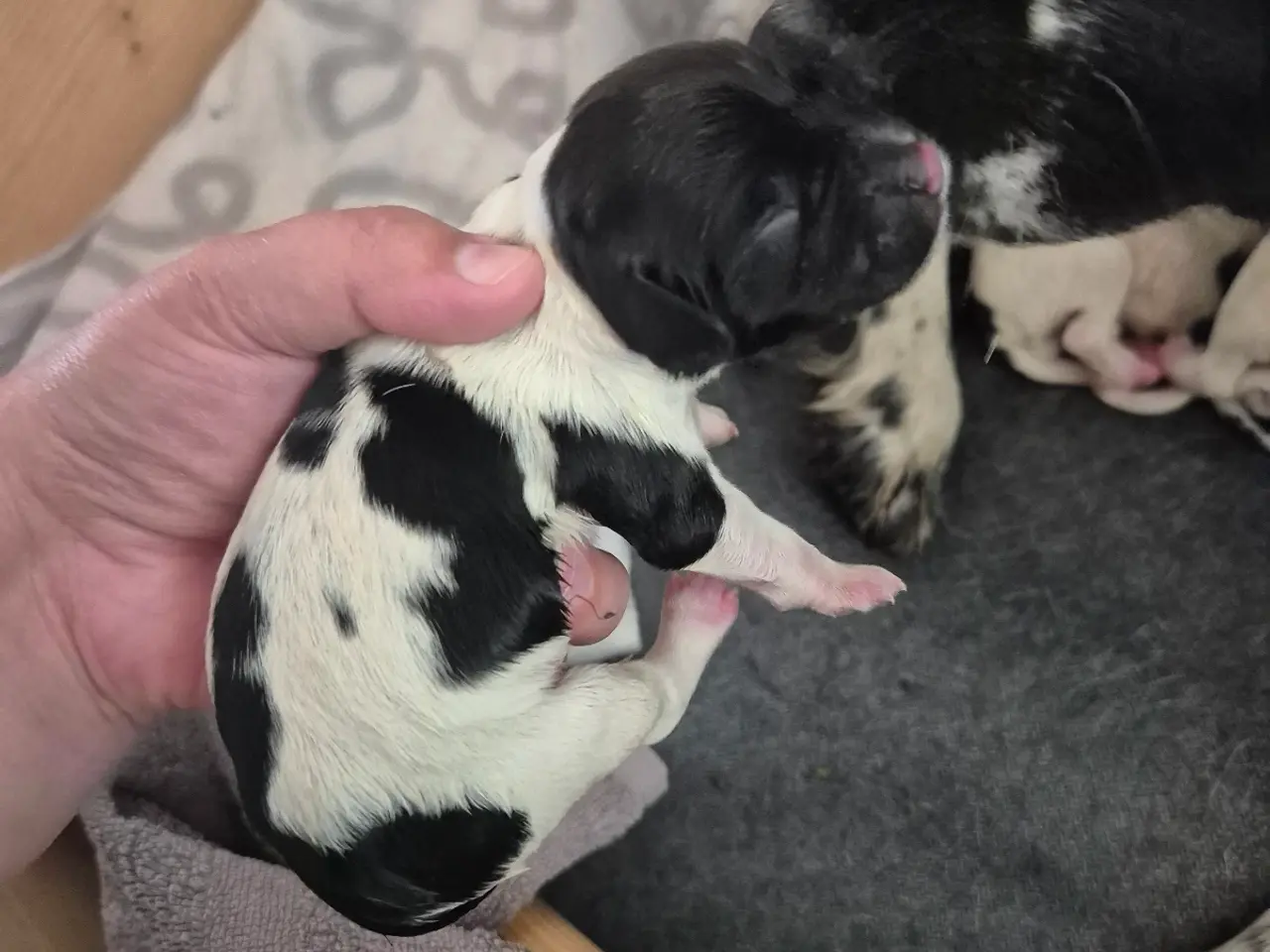 Billede 8 - FT. Engelsk springer spaniel Hvalpe sælges