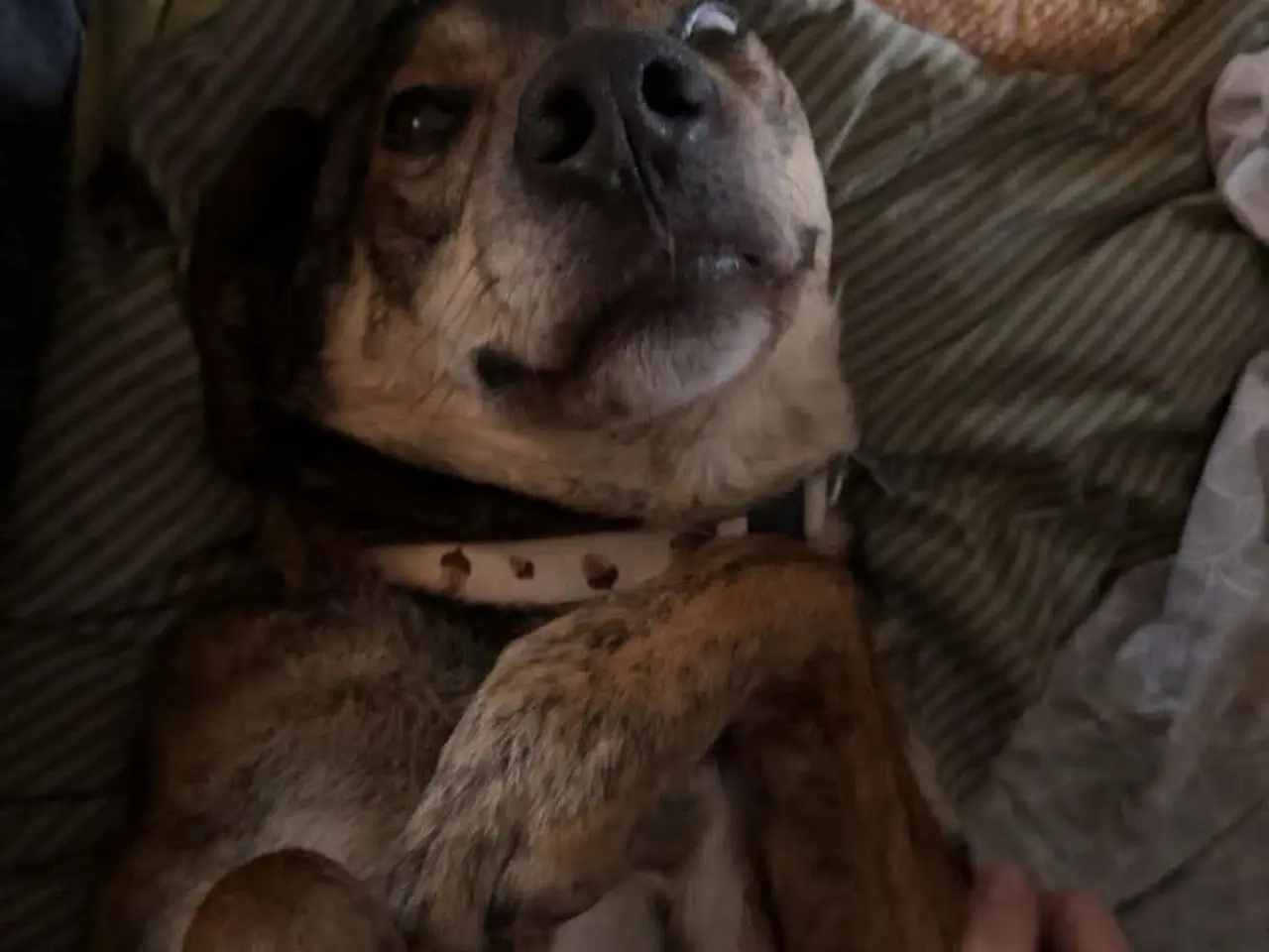 Billede 8 - Milde Pane søger nyt hjem 💙🐾