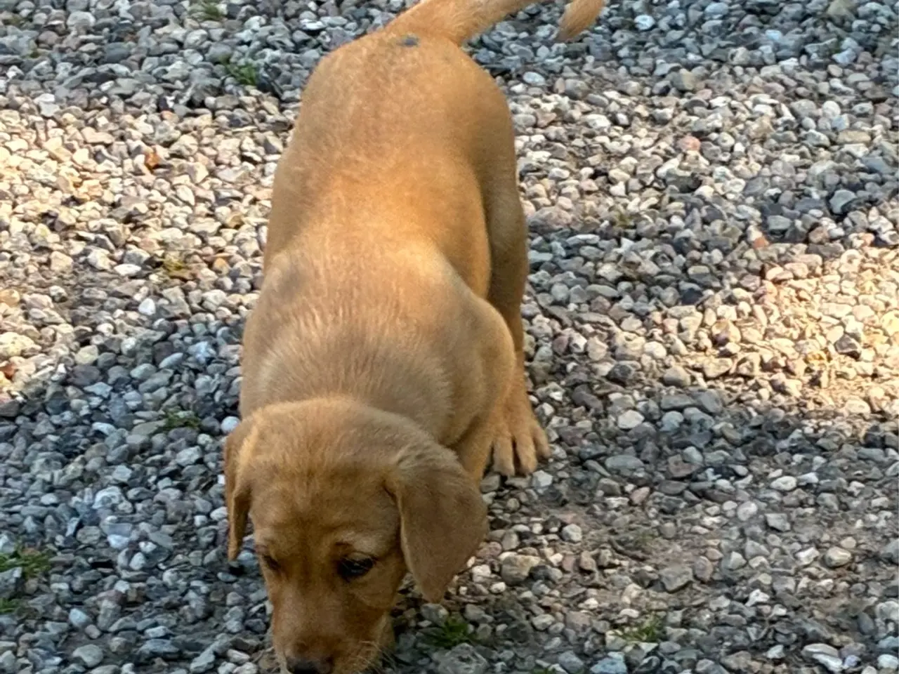Billede 4 - Albert foxrød labrador søger ny familie