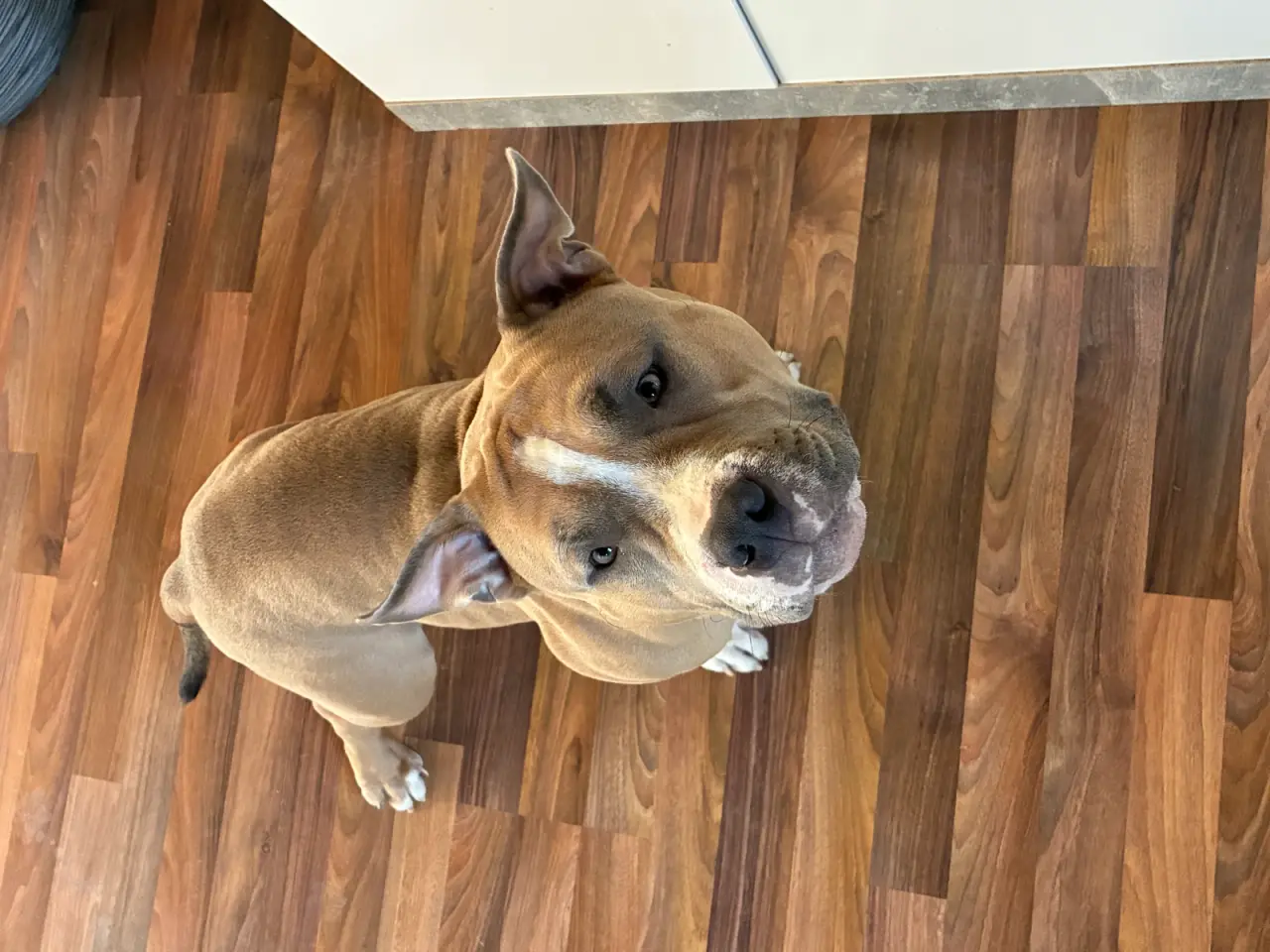 Billede 2 - American bully han hund AVL!!