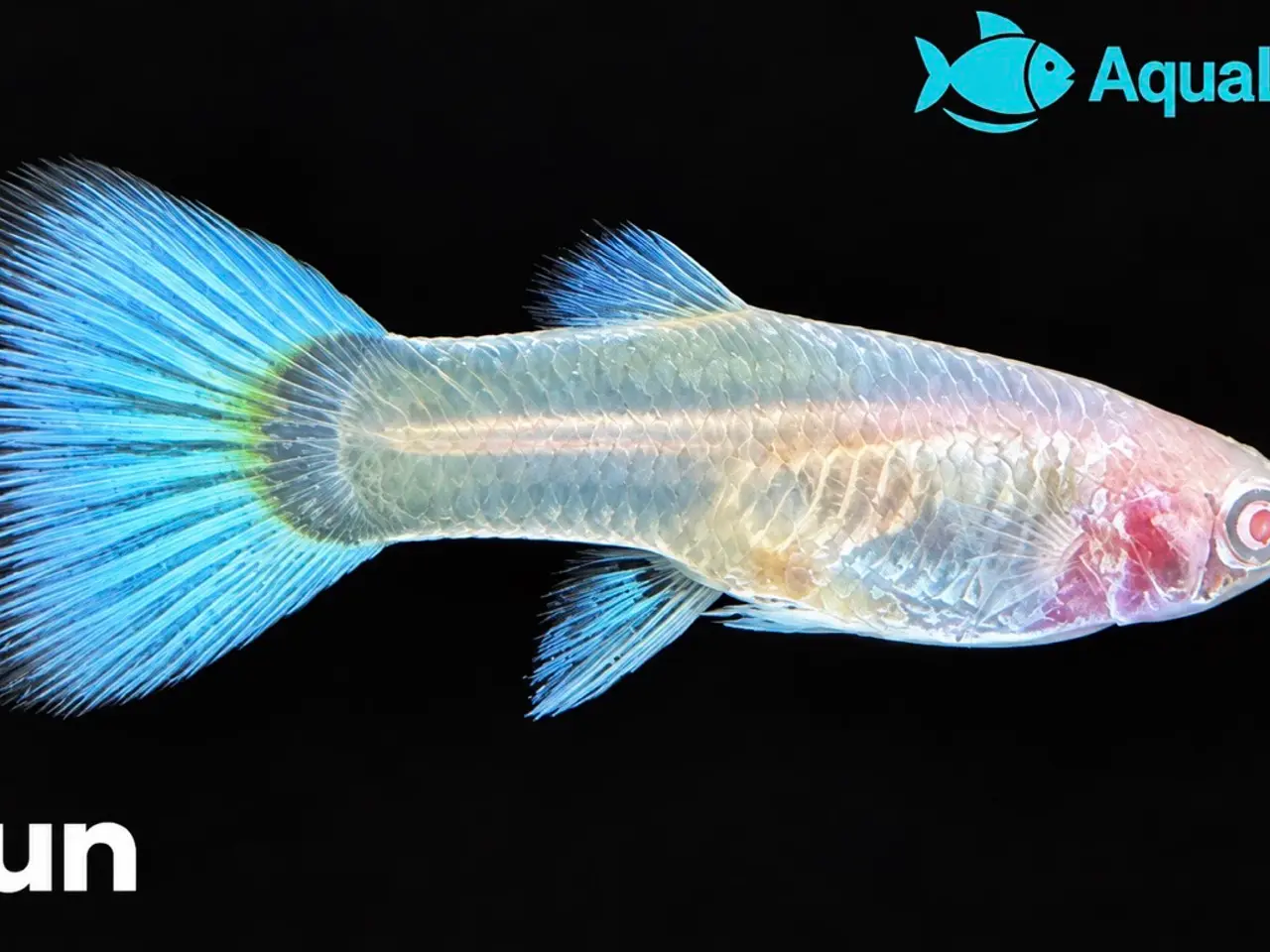 Billede 8 - Albino full platinum guppy