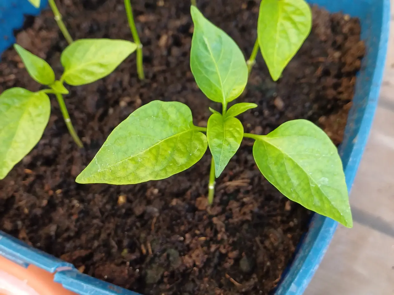 Billede 3 - Tomatplanter, peberfrugt, Basilikum mm