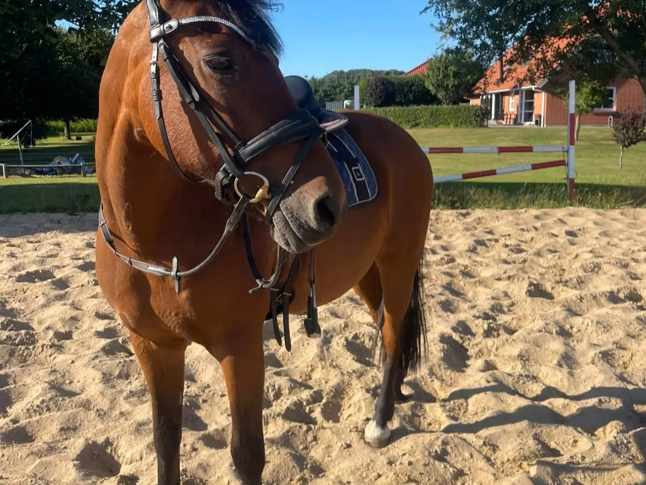 Billede 1 - 🤩Nem skovturshest🤩
