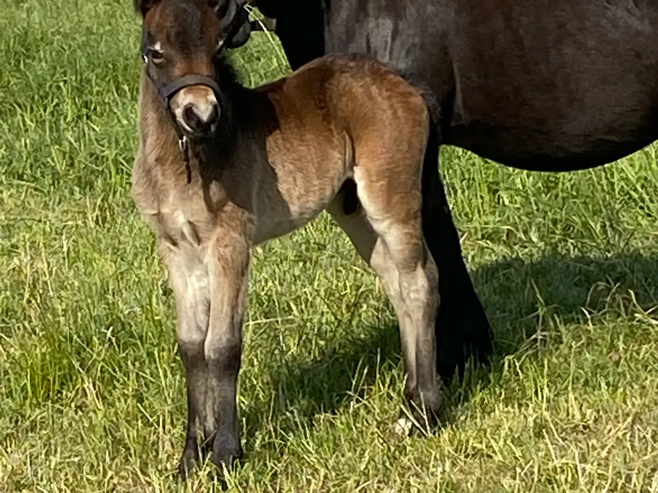 Billede 6 - Dartmoor vallak 3 år
