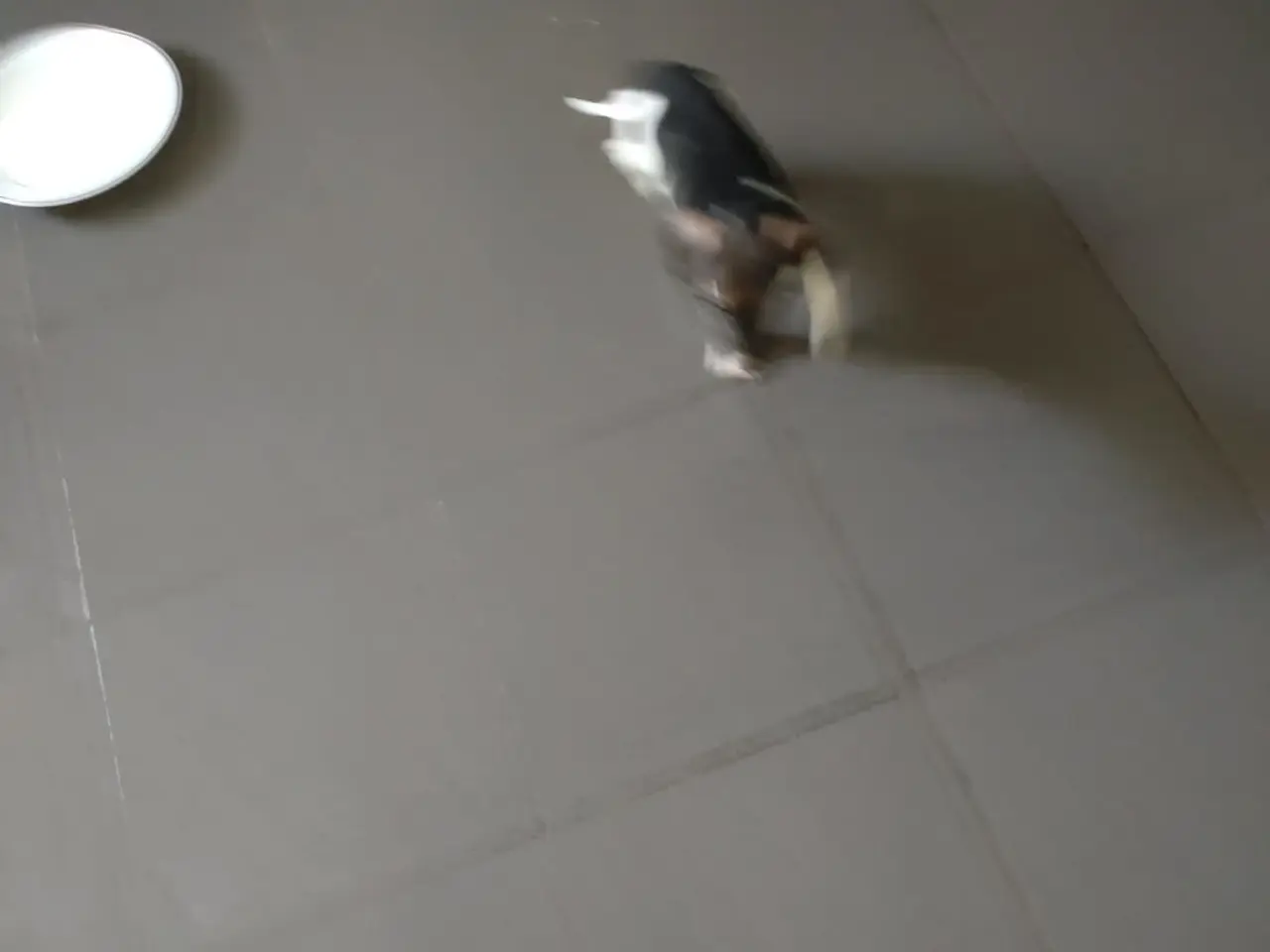 Billede 18 - Dansksvenskgårdhund/ gravhund