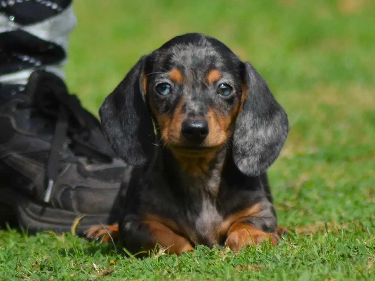 Billede 2 - American Miniature Dachshund-hvalpe 10 uger