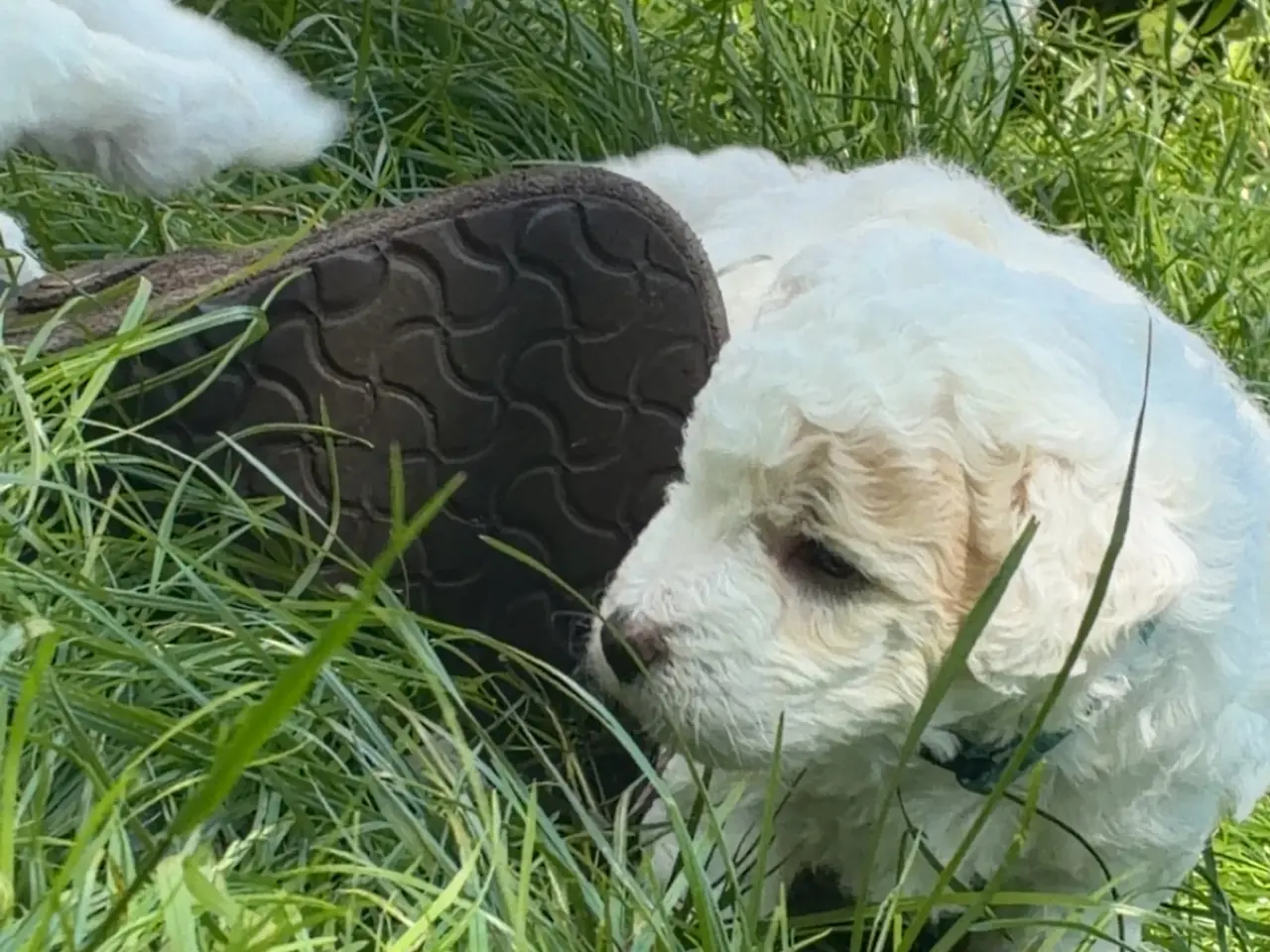 Billede 7 - Labradoodle hvalpe