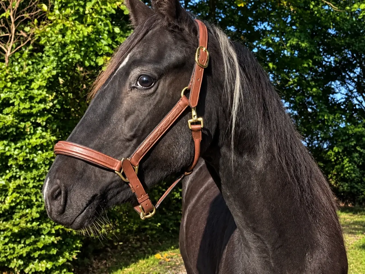 Billede 1 - American paint horse (apha) fra 2024