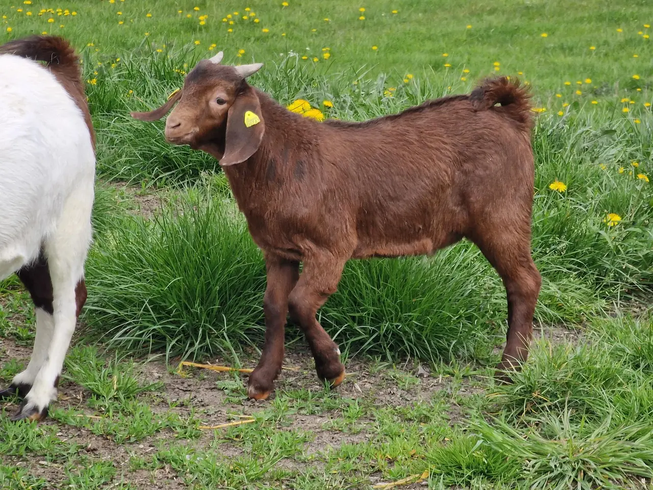 Billede 4 - Boergeder med pletter