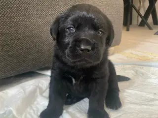 Skønneste labrador hvalpe sælges