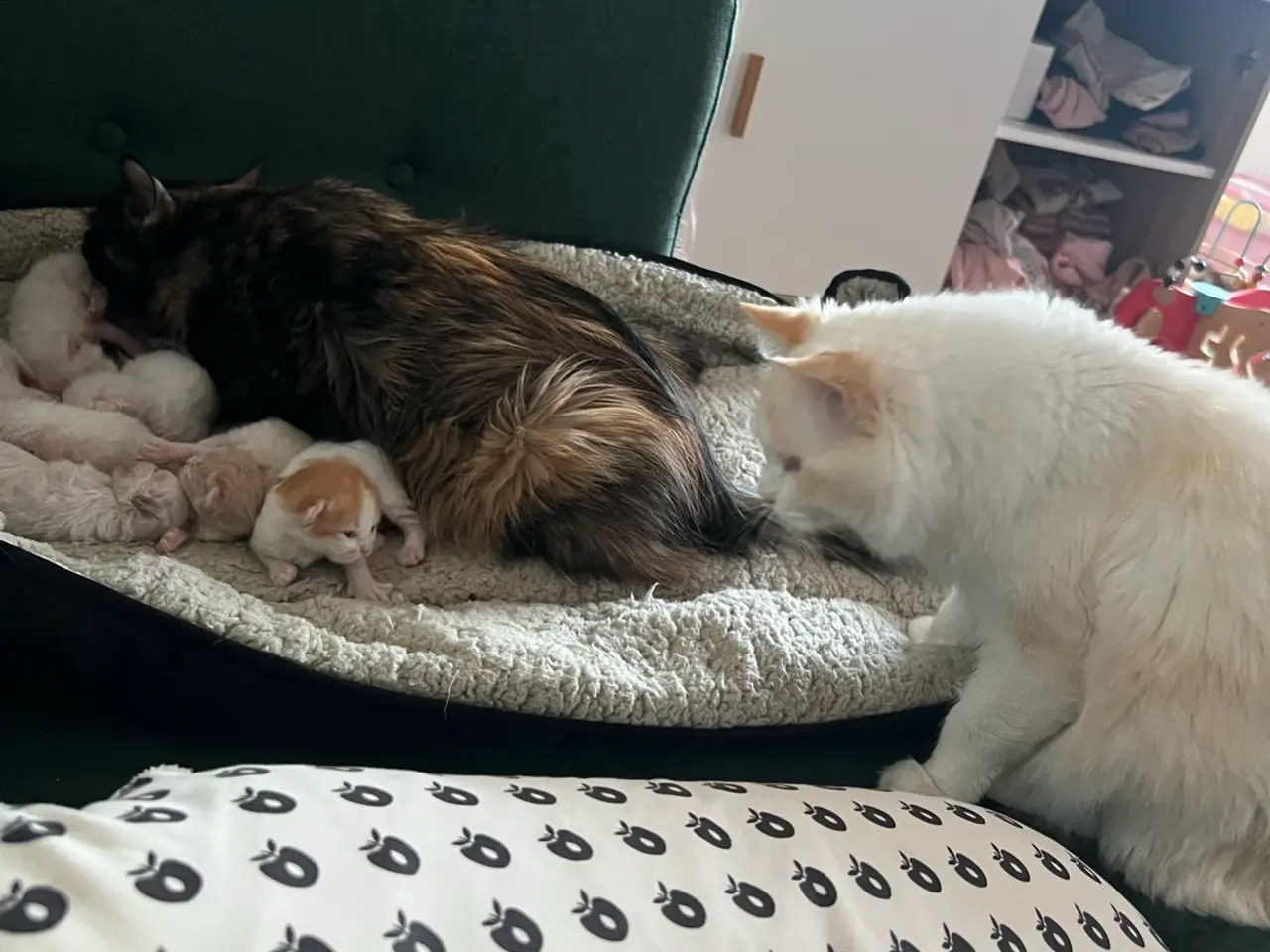 Billede 7 - Ragdoll/maine coon
