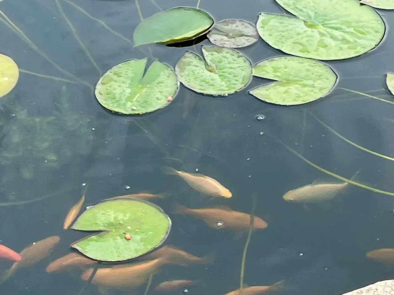 Billede 6 - Store flotte guldfisk