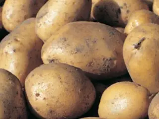 Spise kartofler sælges