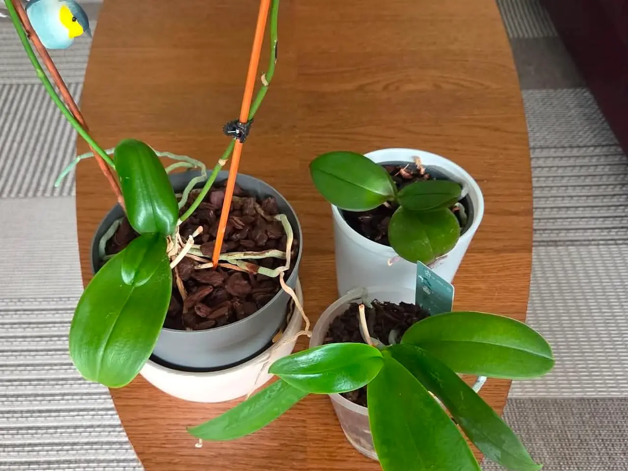 Billede 1 - 5 Orkidéer og 1 plante | Samlet pris