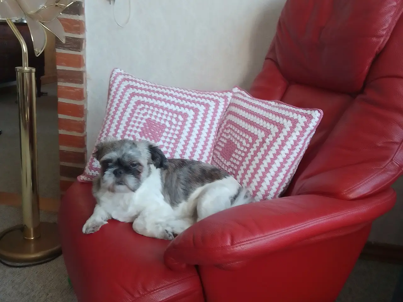 Billede 2 - Shih tzu