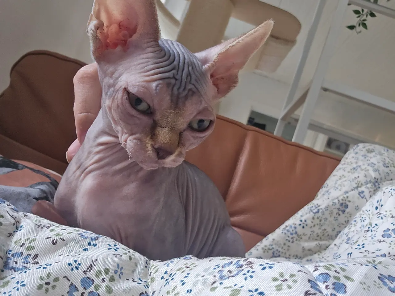 Billede 6 - Sphynx pige uden stamtavle