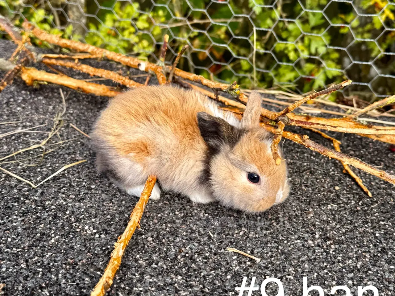 Billede 12 - Mini Lop kaninunger